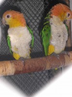 /album/amazonci/amazonek-belobrichy-001-jpg/